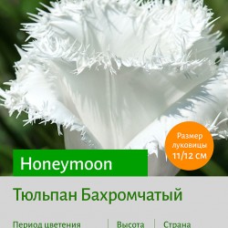 Тюльпан Бахромчатый (fringled) Honeymoon